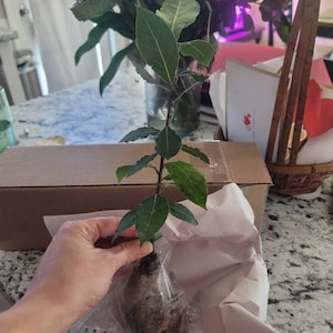 alysha heeft een foto van de aankoop toegevoegd