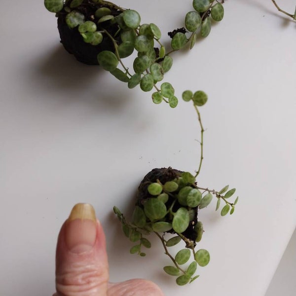 Vining Turtle String of Turtles Vining Starter Plant **(ALL Starter Plants Require ...