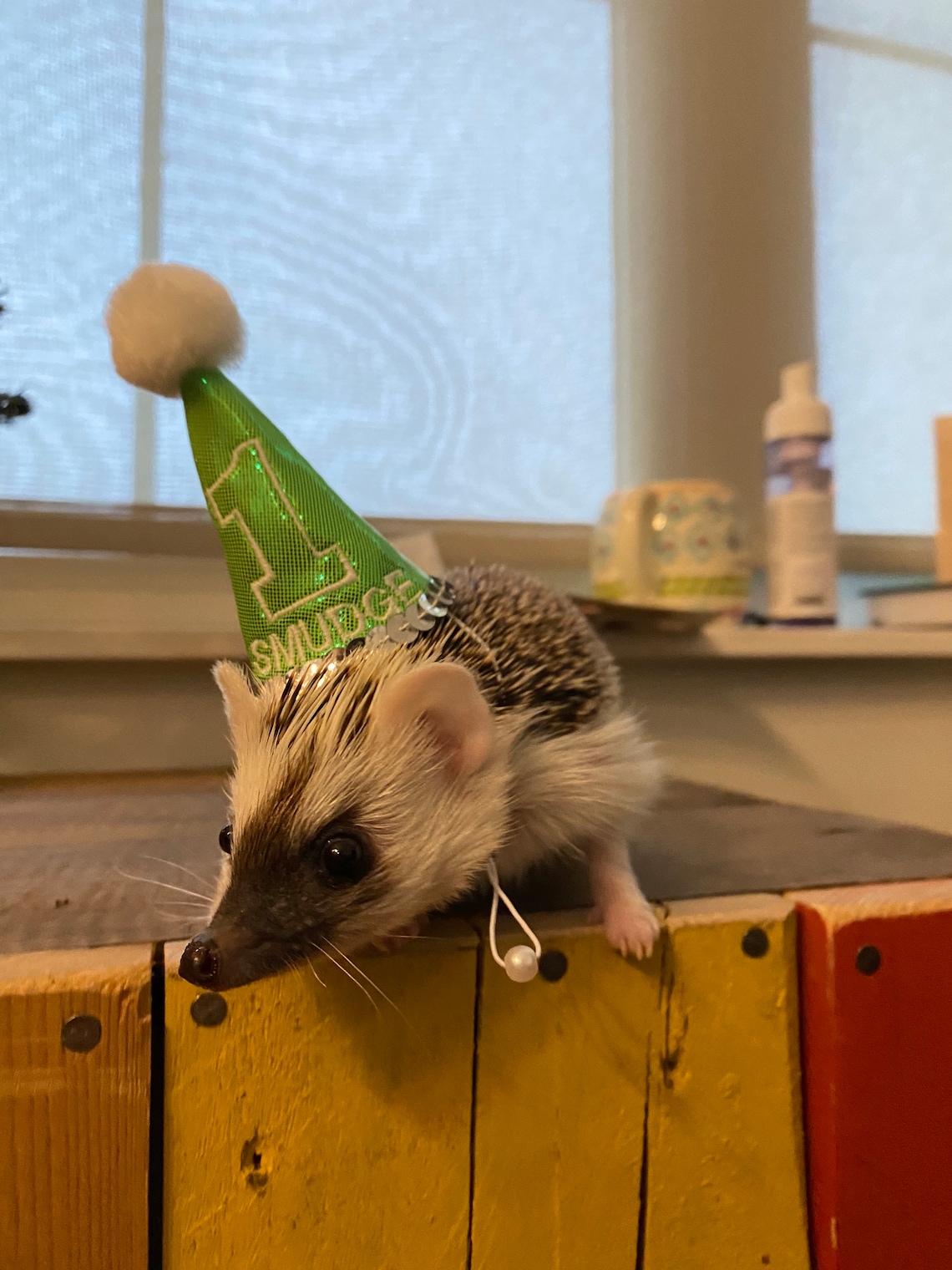Customer photo of a pet with the First Birthday hat and matching tie or bow