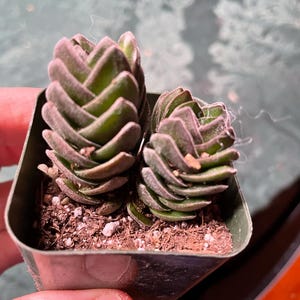 Lura ha añadido una foto de su compra