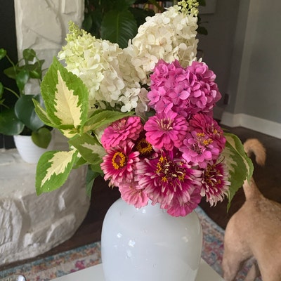 Zinnias Hidden Dragon 50 - Etsy