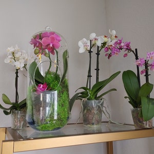 DIY Orchid terrarium | Etsy