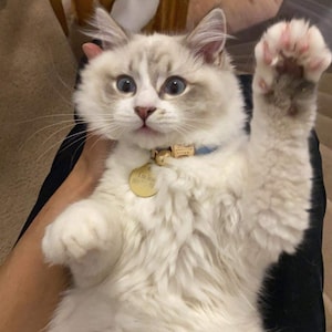 Bakhtawar hat ein Foto des gekauften Artikels hinzugefügt