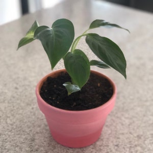 Hayley added a photo of their purchase