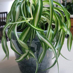 Vasi per orchidee | Acquisti Online su