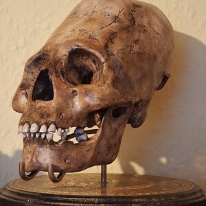 Ancestral Skull – Paracas Elongated Skull Replica - Etsy 日本