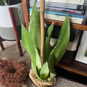 Nicole added a photo of their purchase