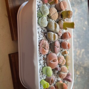 100 Semi Di Lithops Karasmontana 'Red Top' - Piante Grasse 'Pietre Vive', Per Collezionisti - Foto 9