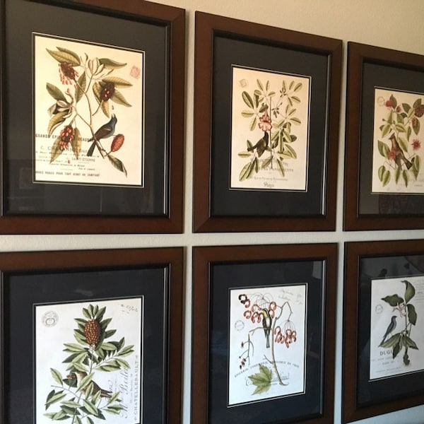 Vintage Bird and Botanical Print Set No.2, Giclee, Art Prints, Vintage ...