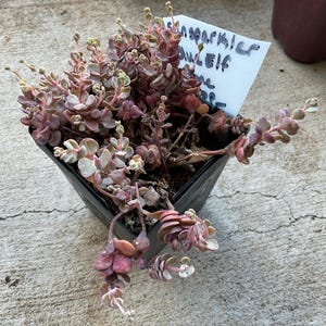 Felicia added a photo of their purchase