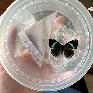 Real Diaethria Clymena 