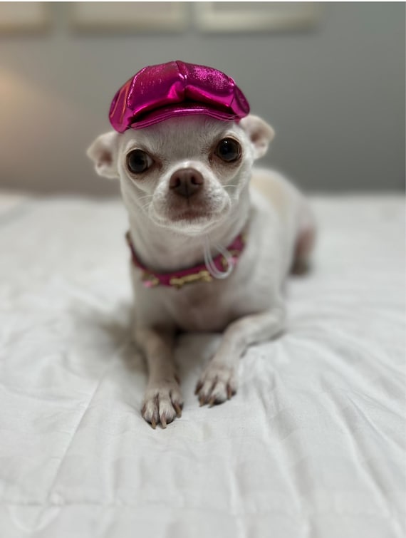 Customer photo of a pet with the Gatsby Hat
