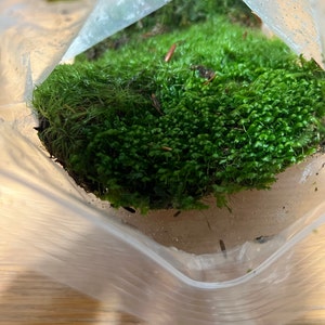 1 Bag 4L Fresh Green Moss Feather Sphagnum Bulb Indoor Plants Pots  Terrariums