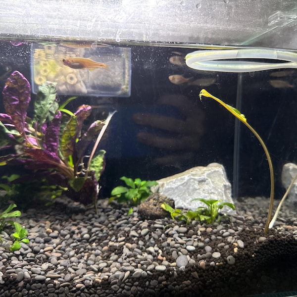 Curated Inexpensive Cichlid Aquarium Kits Gallery View