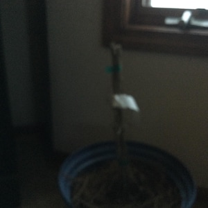 Delores added a photo of their purchase