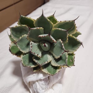 Agave Kissho Kan - 