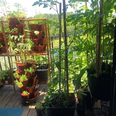 Creole Tomato Seeds – Heat Tolerant, Gulf Region Heirloom – NON-GMO – FREE SHIPPING