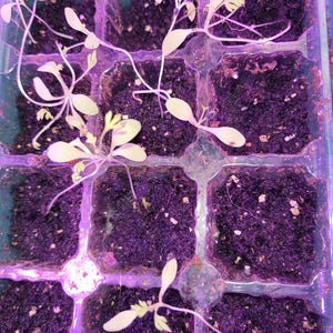 Lucie heeft een foto van zijn/haar aankoop toegevoegd