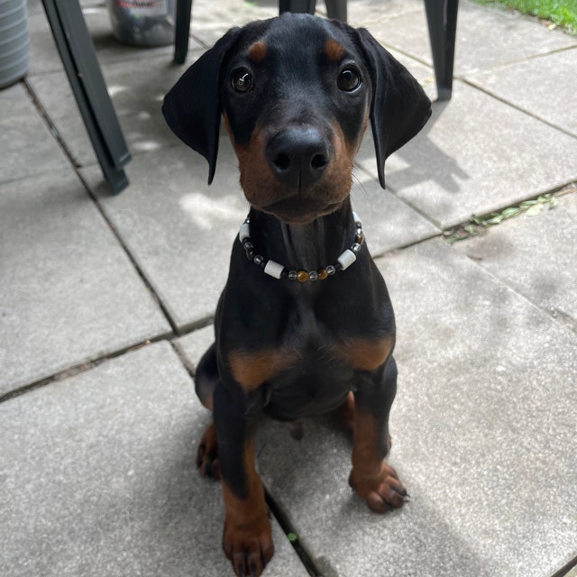 EM Keramik Zecken-Halsband Fr Hunde & Katzen  Mit Magnesit Und  Bergkristall Keramik Zeckenhalsband Fr Hunde