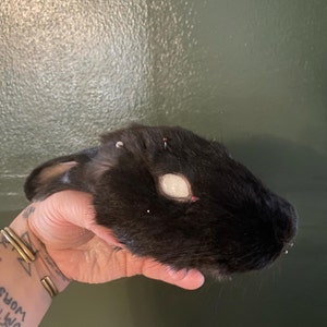 Kat ha añadido una foto de su compra