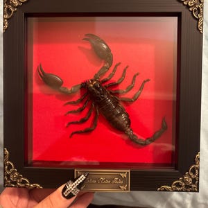 GhostieCreations added a photo of their purchase