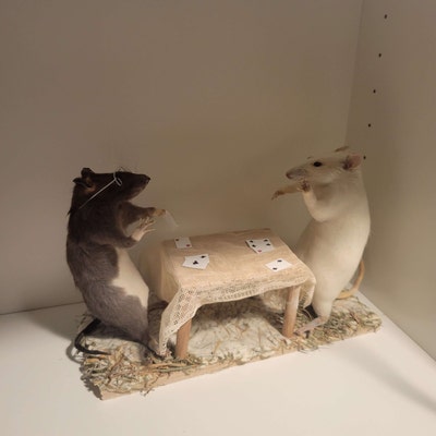 Taxidermie Rat Lecteur - Curiosité, Cabinet De Curiosités, Neuf, Fabriqué En France