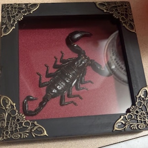 Brionne added a photo of their purchase