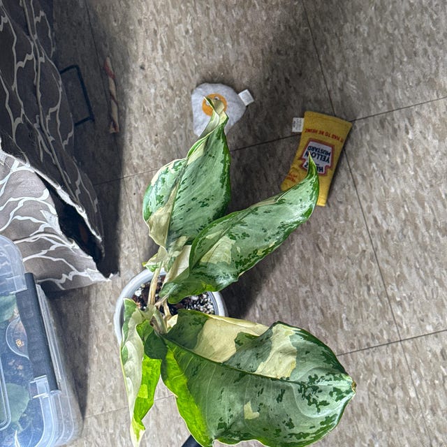 Aglaonema Commutatum Variegated Rare Uniqe Plant - Etsy Canada