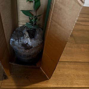Comprador de Etsy ha añadido una foto de su compra