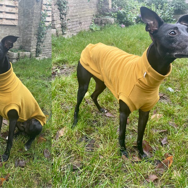 Martingale Hundehalsband Für Windhunde & Whippets – Handgefertigt, 5,1 Cm Breit, Metallbeschläge