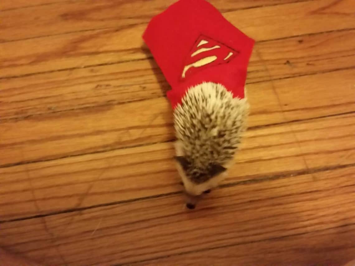 Customer photo of a pet with the Super cape small pets costume Hedgehog Cat Dog