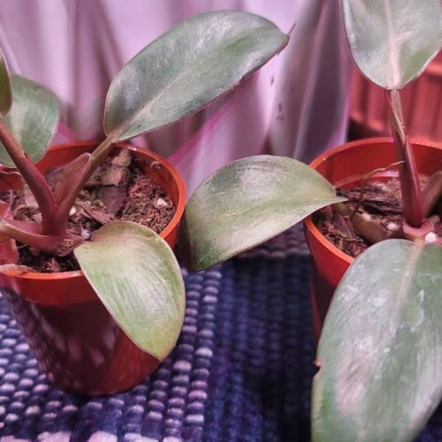 Black Cardinal Philodendron 4” Pot **ALL Starter Plants Require