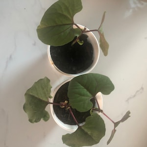Subhashini さんが購入した商品の写真を追加しました
