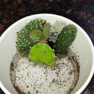 Elijah added a photo of their purchase