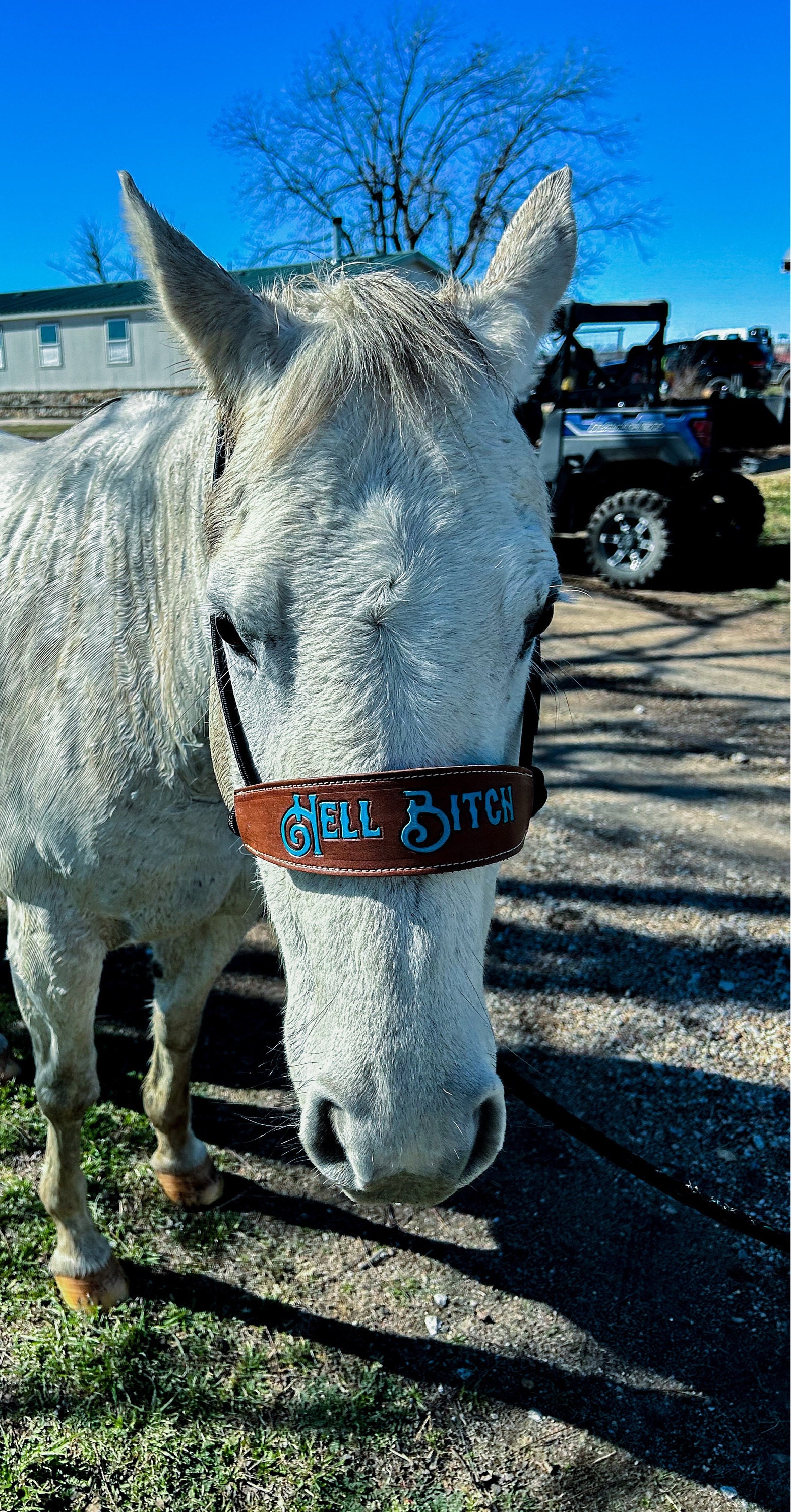 Skinny Bronc Poly Rope Halter