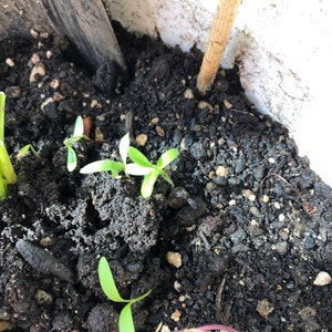 Shannon ha añadido una foto de su compra