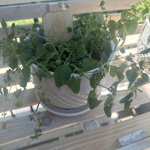 McKenzie added a photo of their purchase