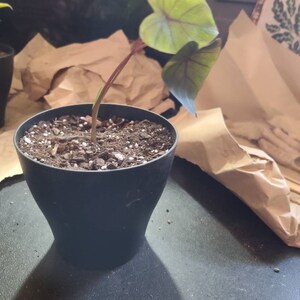 M ha añadido una foto de su compra