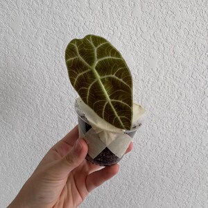 Alocasia Cuprea Red Secret Starter Plant 2in: Perfect Indoor Greenery