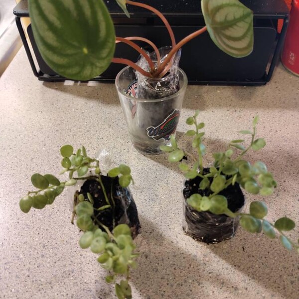 Vining Turtle String of Turtles Vining Starter Plant **(ALL Starter Plants Require ...