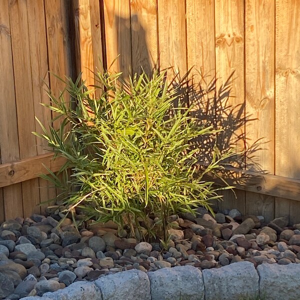 Bambusa Malay Dwarf Variegated Bamboo Plant – 1 Gallon Size – Clumping ...