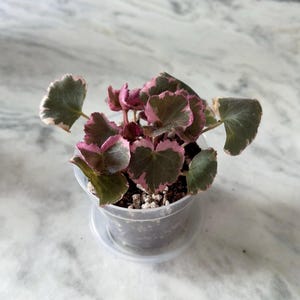 Jill added a photo of their purchase