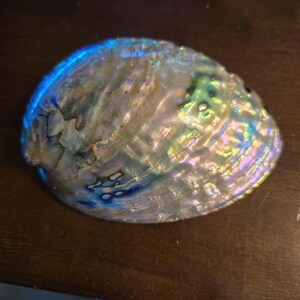 AAA+天然アワビ貝殻皿 虹色に輝く儀式用装飾 ビーチハウス用貝殻