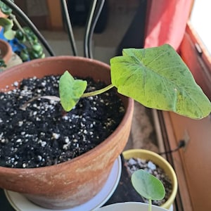 Kelly added a photo of their purchase