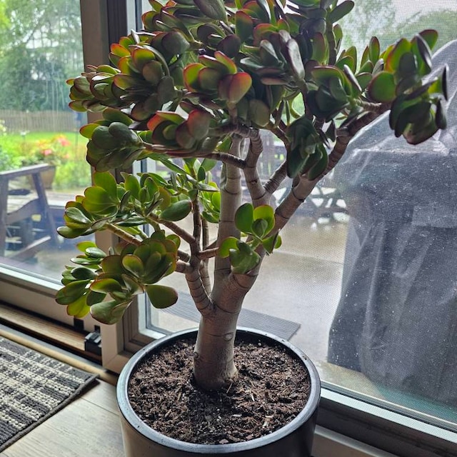 Crassula Ovata Jade Tree (5 Gal. Pot) "bonsai Tree" "money Tree". - Etsy