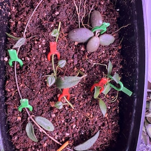 Picharphon added a photo of their purchase