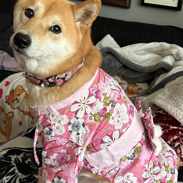 D83.pon2pan2☆犬現品お着物 楽天市場】犬の紋付 着物 お正月に 犬の和装 犬着物 犬 紋付