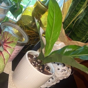 Anthurium Renaissance Variegation. Hybrid Please read DESCRIPTION