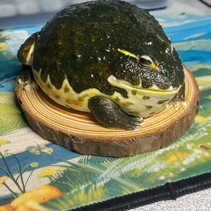 アフリカウシガエル／ピクシーフロッグの置物、長さ10cm。 - Etsy 日本