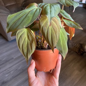 Sheila added a photo of their purchase